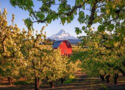 Stany Zjednoczone, Oregon, Stratowulkan, Góra, Mount Hood, Dom, Drzewa owocowe