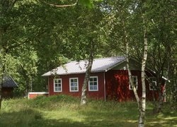 Czerwony dom pod brzozami w lesie
