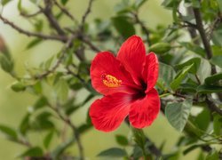 Kwiat, Hibiskus, Gałązka, Liście