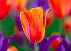 Tulipan, Kwiat, Nierozwinięty, Czerwony
