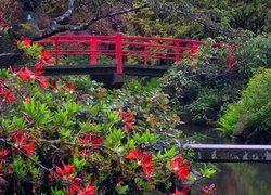 Ogród, Czerwony, Mostek, Krzew, Różanecznik, Kubota Garden, Seattle, Stan Waszyngton, Stany Zjednoczone