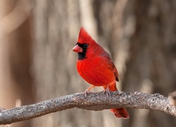 Czerwony ptak kardynał na gałęzi