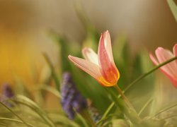 Czerwony rozwinięty tulipan