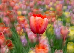 Tulipany, Czerwony, Tulipan, Kolorowe tło