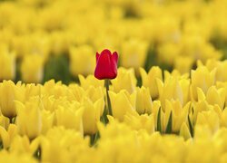 Czerwony tulipan pośród żółtych tulipanów