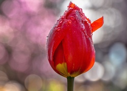 Czerwony tulipan w kroplach rosy