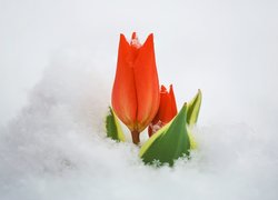 Czerwony tulipan w śniegu