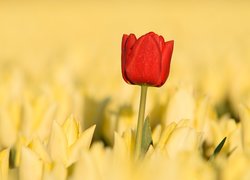 Czerwony tulipan wśród żółtych tulipanów