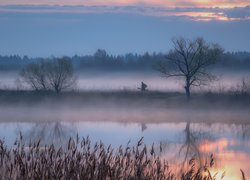 Rzeka, Mgła, Trawy, Drzewa, Człowiek