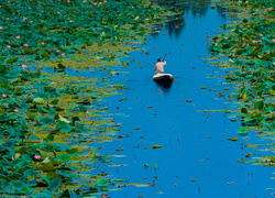 Człowiek w łódce płynący po jeziorze Dal porośniętym lotosem