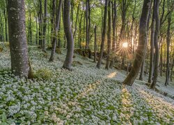 Las, Drzewa, Białe, Kwiaty, Czosnek niedźwiedzi, Promienie słońca