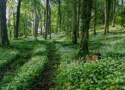 Anglia, Hrabstwo Gloucestershire, Wzgórze Dovers Hill, Białe, Kwiaty, Czosnek niedźwiedzi, Lato, Las