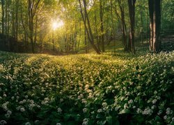 Wiosna, Las, Kwiaty, Czosnek niedźwiedzi, Promienie słońca