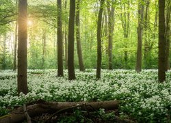 Las, Kwiaty, Czosnek niedźwiedzi, Promienie słońca, Wiosna