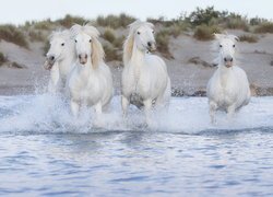 Cztery białe konie w wodzie