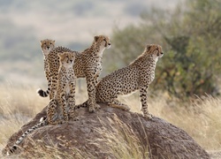 Cztery gepardy na kamieniu wśród traw