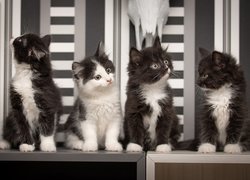 Cztery małe kotki