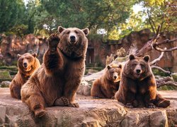 Cztery niedźwiedzie brunatne
