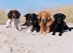 Cztery, Psy, Spaniel angielski, Border collie, Golden retriever, Labrador retriever, Plaża, Piasek, Trawa