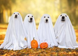 Cztery psy przebrane na Halloween