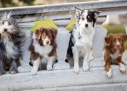 Cztery, Psy, Owczarek staroangielski Bobtail, Owczarek australijski, Border collie, Retriever z Nowej Szkocji, Kamienna, Balustrada