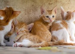 Cztery rudo-białe kotki