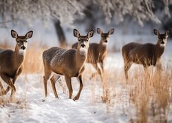Cztery sarny na śniegu wśród suchych roślin
