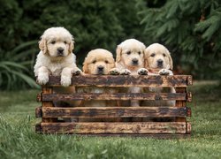 Cztery, Psy, Szczeniaki, Golden retrievery, Skrzynka