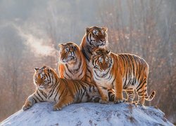 Cztery tygrysy na ośnieżonej skale