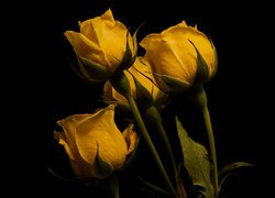 Cztery żółte róże na ciemnym tle