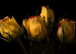 Cztery żółte róże