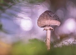 Grzyb, Czubajka kania, Rozmyty, Liść, Paproci