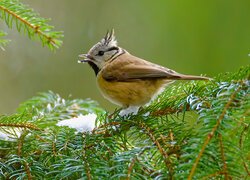 Czubatka europejska na iglastych gałązkach