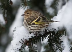 Czyż sosnowy na ośnieżonej gałązce