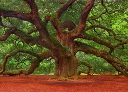 Drzewo, Pięćsetletni, Dąb, Rozłożyste, Konary, Angel Oak Tree, Charleston, Stan Karolina Południowa, Stany Zjednoczone