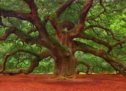 Dąb Angel Oak - atrakcja w Charleston