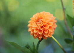 Pomarańczowa, Dalia, Kwiat