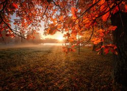 Jesień, Drzewa, Dąb, Gałęzie, Liście, Mgła, Promienie słońca, Jezioro