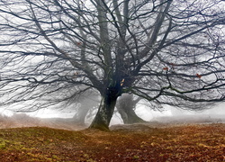 Walia, Park Narodowy Brecon Beacons, Wzgórze Blorenge, Bezlistne, Drzewa, Mgła, Jesień, Dęby, Wzgórze Blorenge