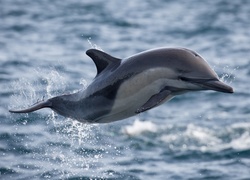 Delfin nad wodą