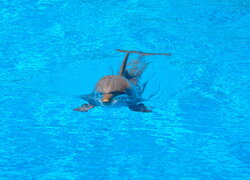 Pływający, Delfin, Woda