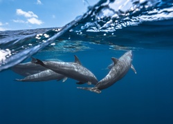 Delfiny pod wodą