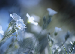 Delikatnie oświetlone białe kwiatki rogownicy