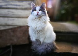 Długowłosy biało-szary kot