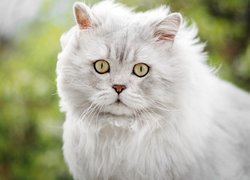 Puszysty, Kot, Żółte, Oczy, Rozmyte tło