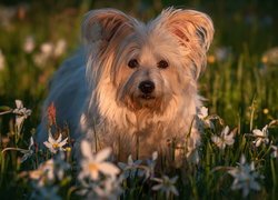 Pies, Trawa, Kwiaty, Narcyzy
