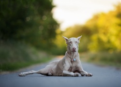 Doberman albinos leży na drodze