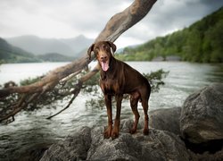 Pies, Doberman, Kamienie, Konar, Krajobraz, Woda, Góry