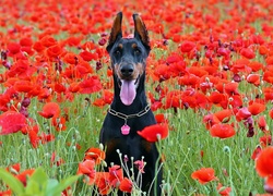 Pies, Doberman, Łąka, Maki