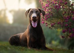 Doberman na trawie obok kwiatów